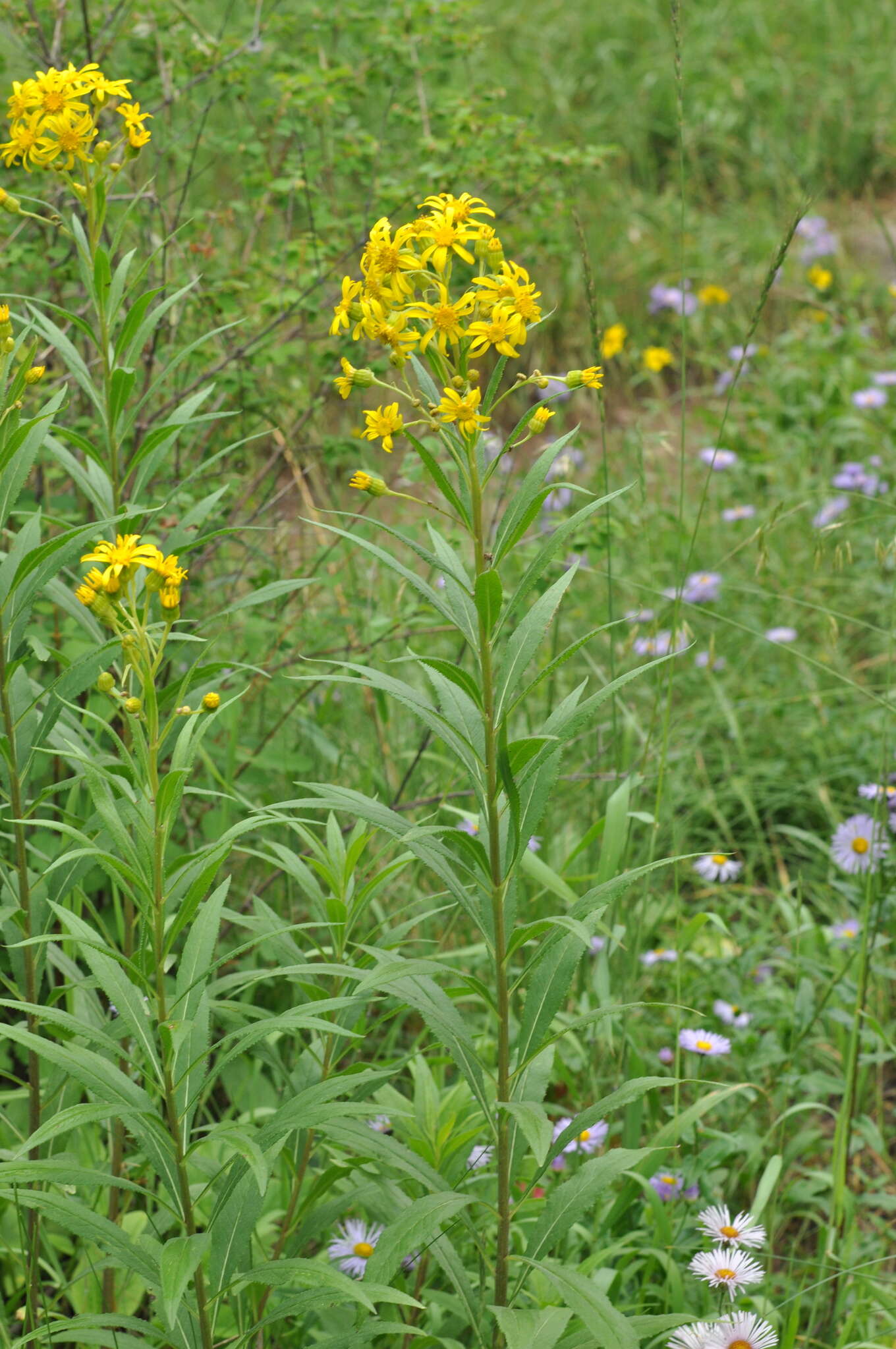 Plancia ëd Senecio serra var. admirabilis (Greene) A. Nels.