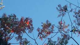 Слика од Rhus lanceolata (Gray) Britt.