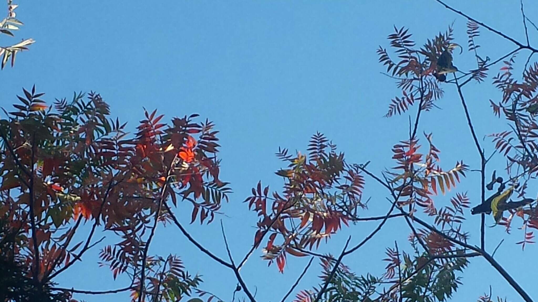 Image of prairie sumac