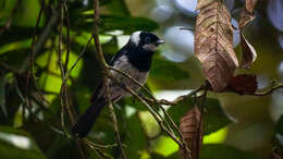 Image of Pied Monarch