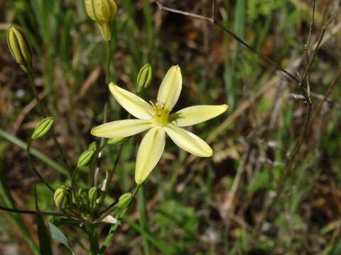 Sivun Triteleia ixioides (Dryand. ex W. T. Aiton) Greene kuva