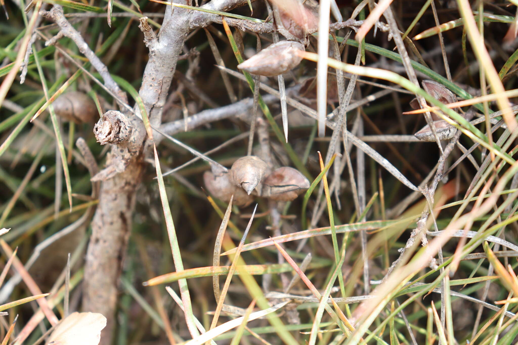 Image of Hakea ulicina R. Br.