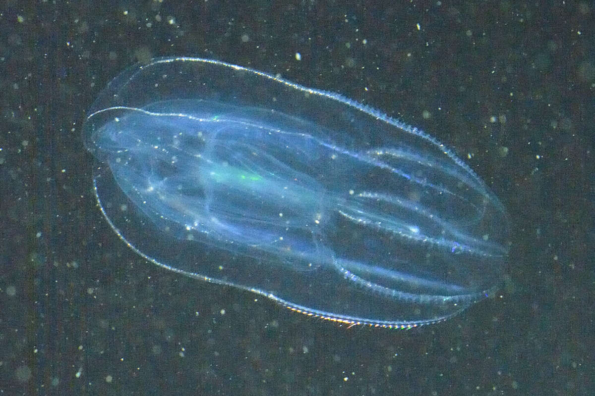 Image of short-lobed comb jelly