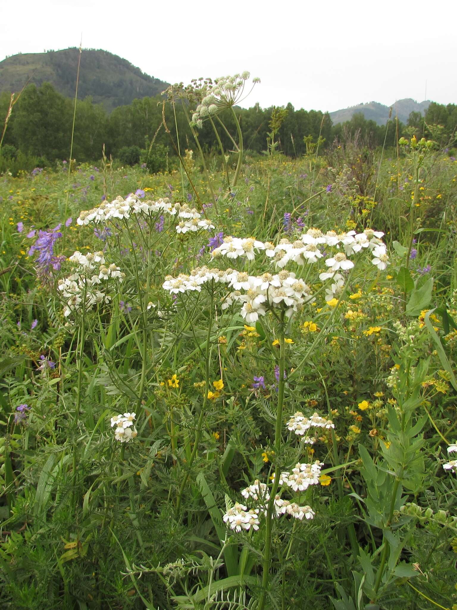 Sivun Achillea ledebourii Heimerl kuva