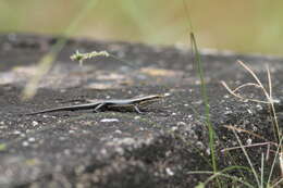 Image of Eutropis greeri Batuwita 2016