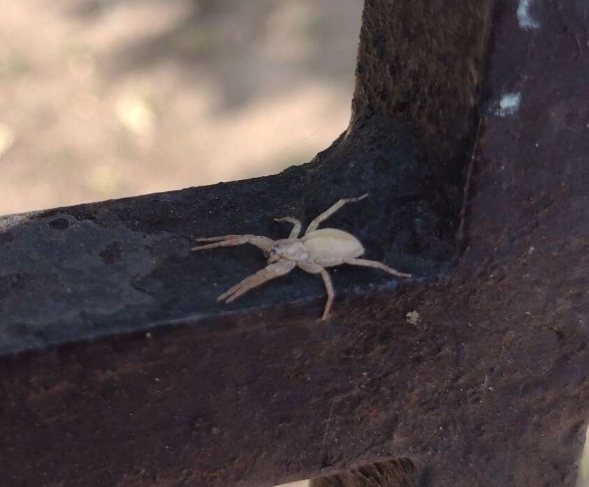 Plancia ëd Arachosia praesignis (Keyserling 1891)