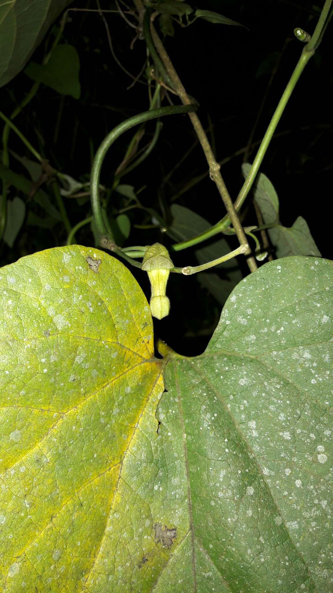 Plancia ëd Aristolochia kaempferi Willd.