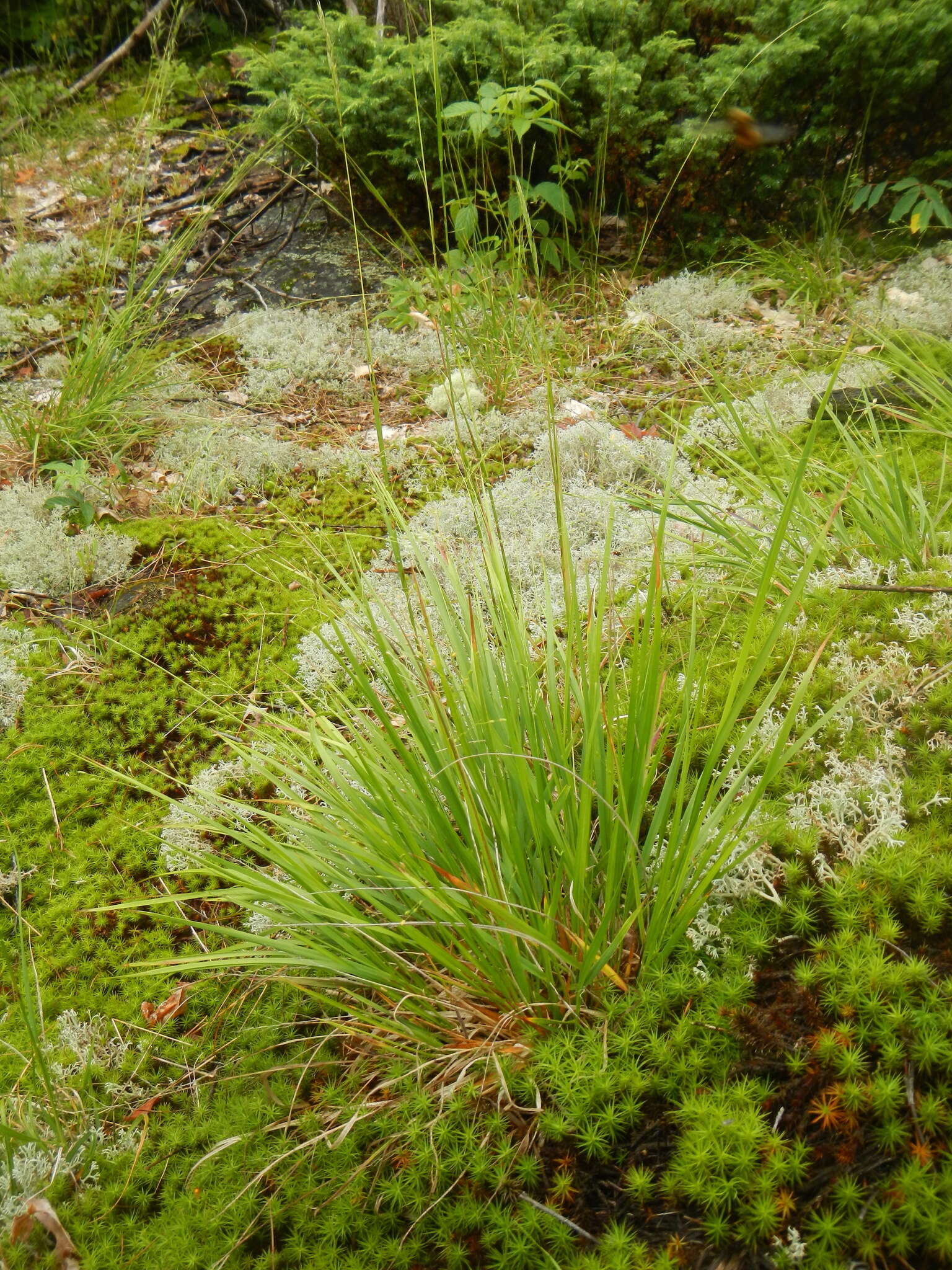 Image of starved panicgrass