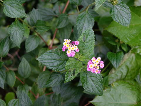 Image of Lantana camara subsp. aculeata (L.) R. W. Sanders