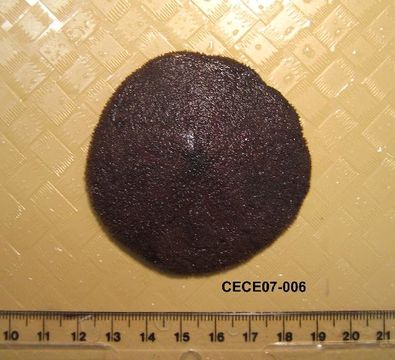 539.dspec cece07 006 d 1199763096 jpg.580x360