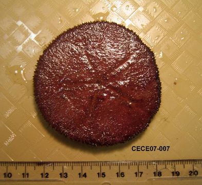 539.dspec cece07 007 v 1199763402 jpg.580x360