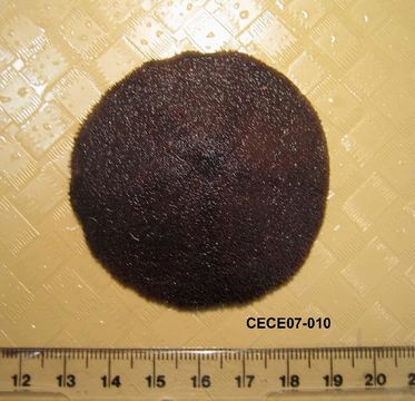 539.dspec cece07 010 d 1199763808 jpg.580x360