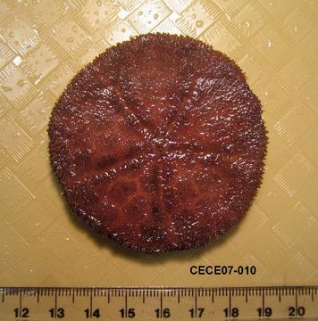 539.dspec cece07 010 v 1199763860 jpg.580x360