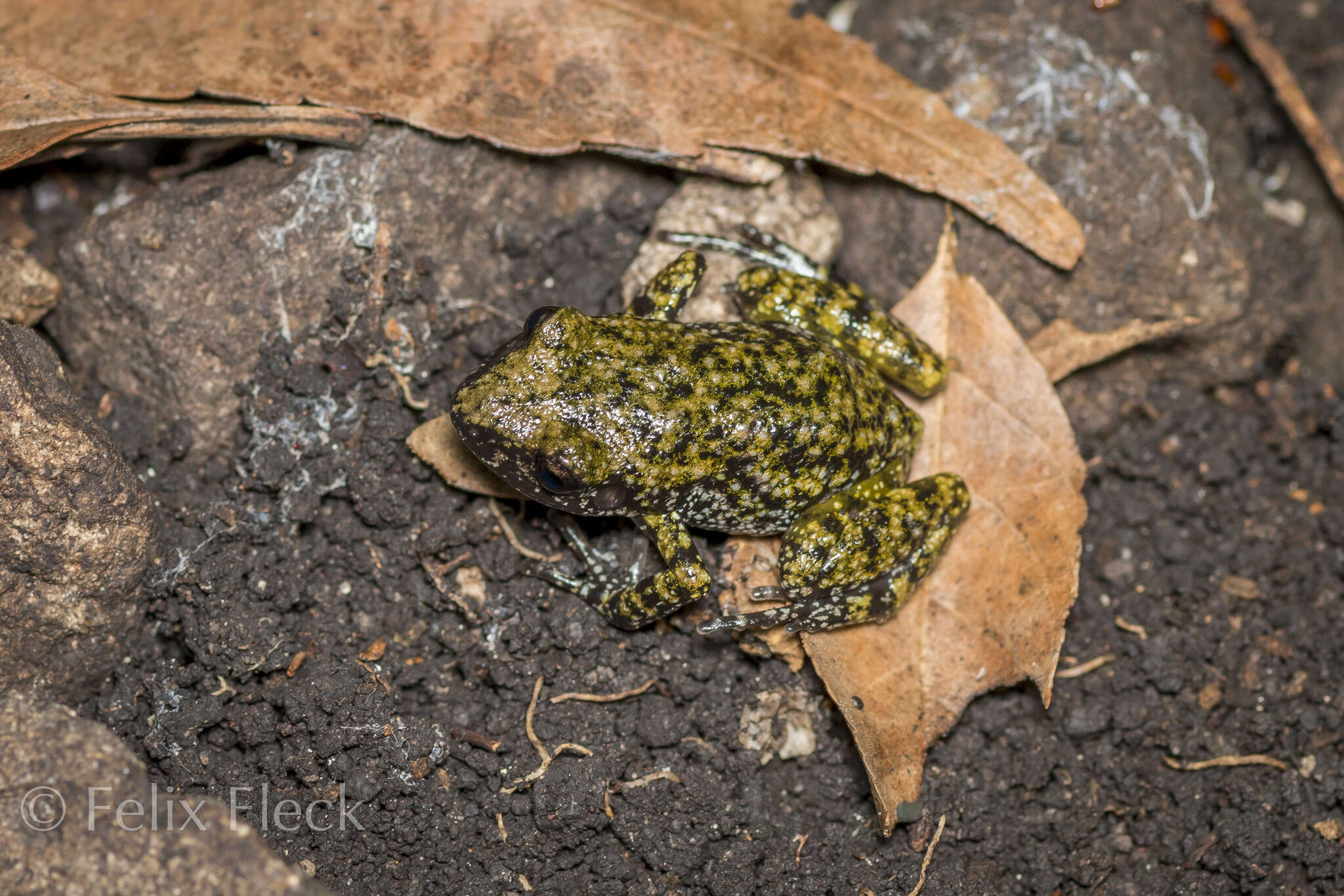 صورة Eleutherodactylus verrucipes (Cope 1885)