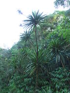 Image of Cordyline sellowiana Kunth