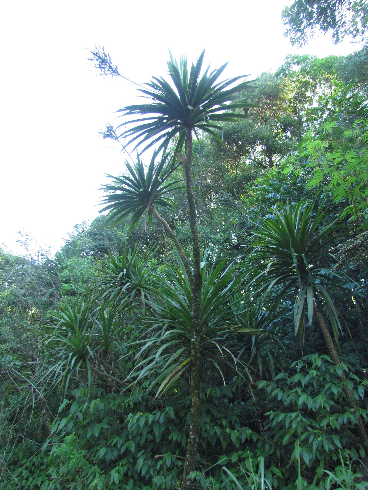 Image of Cordyline sellowiana Kunth