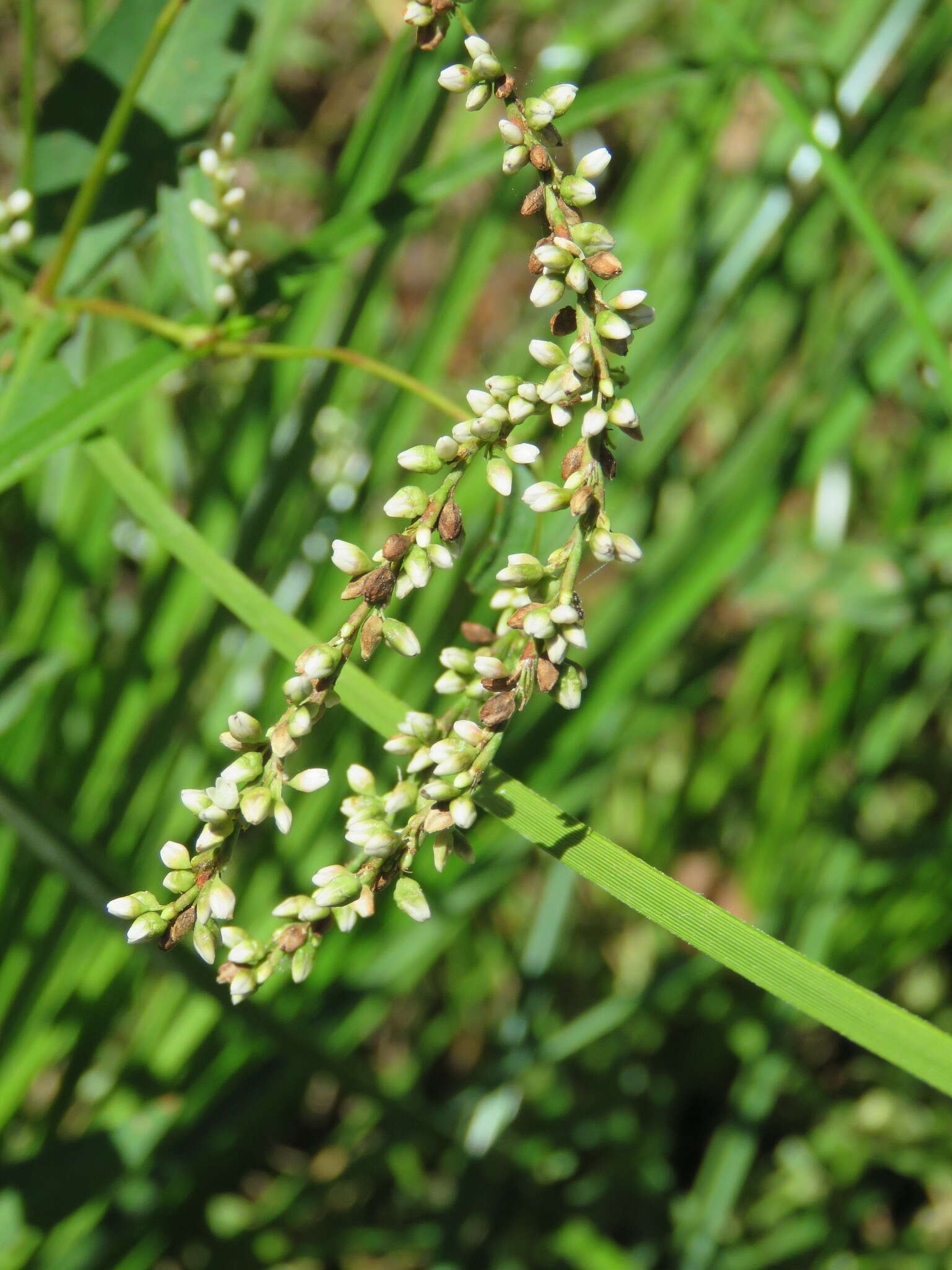 Image of Dotted Smartweed