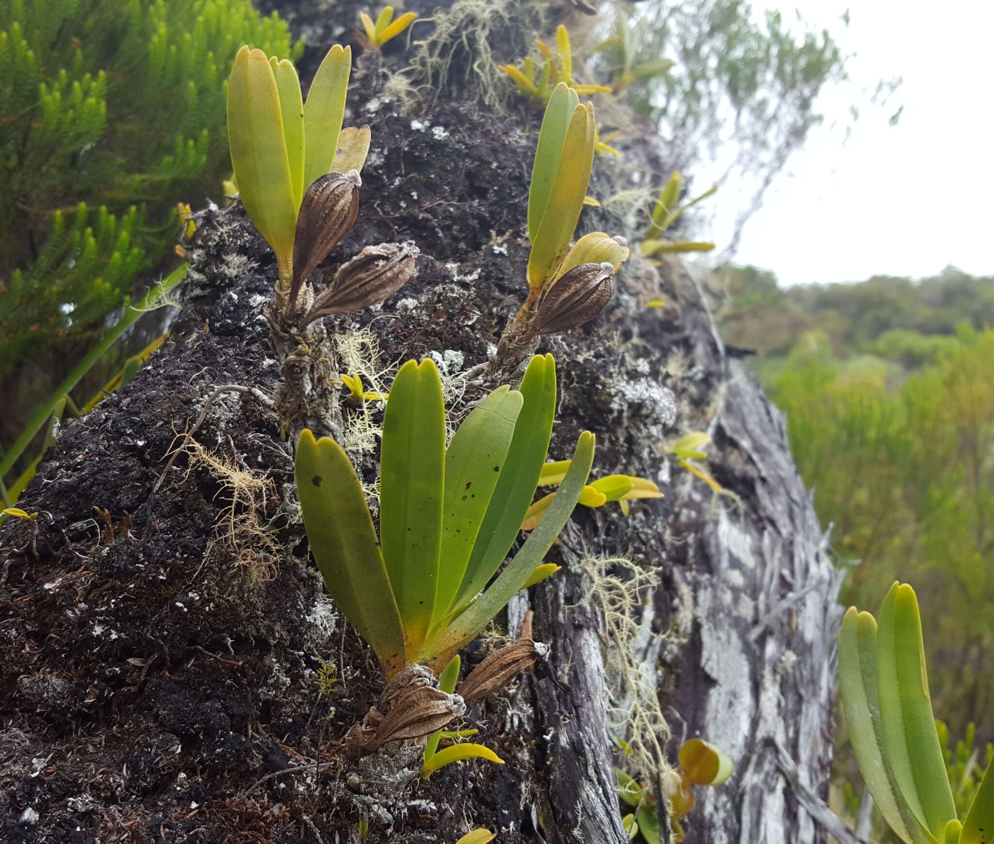 Image of Angraecum borbonicum Bosser