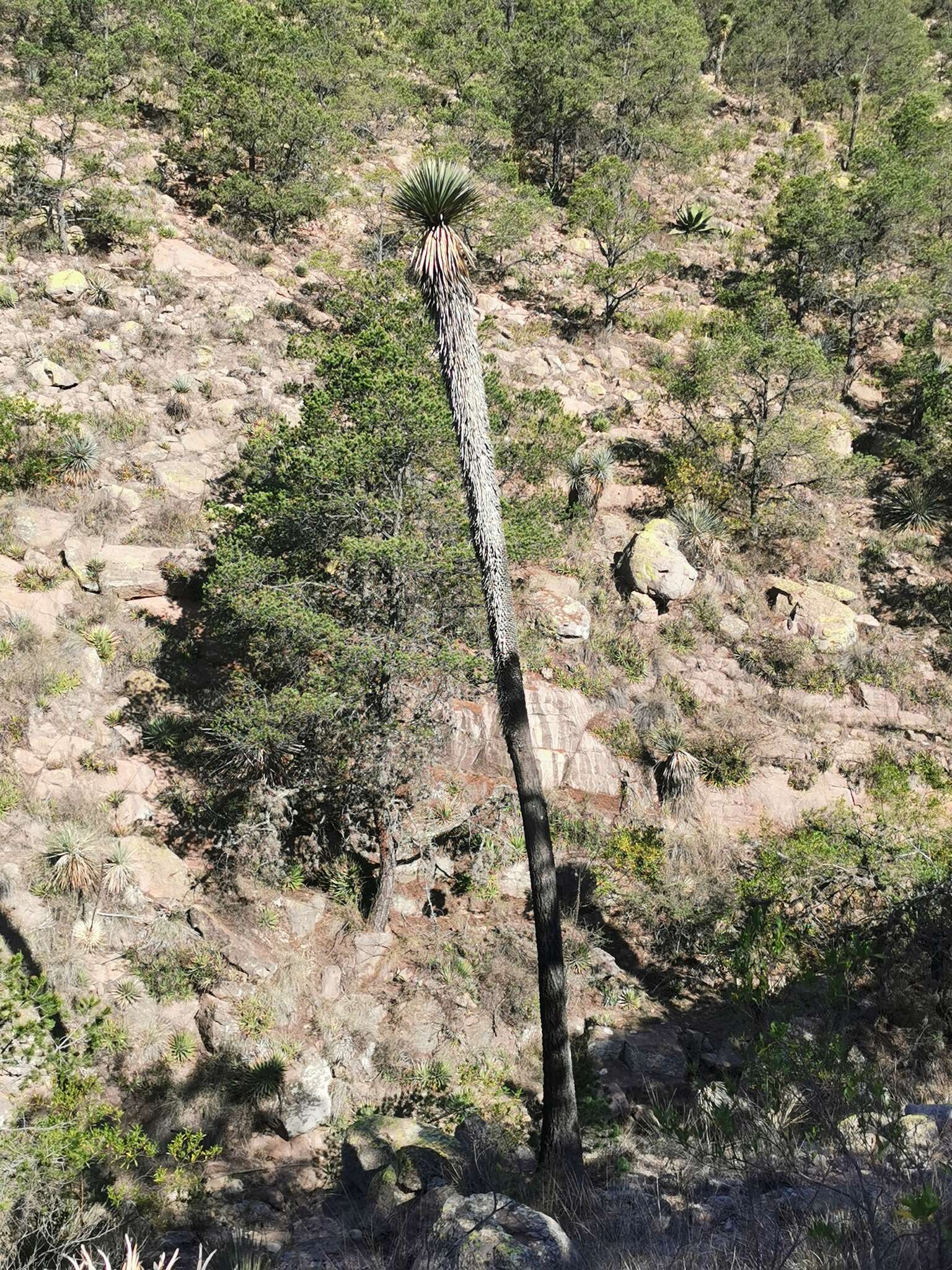 Image of Yucca decipiens Trel.