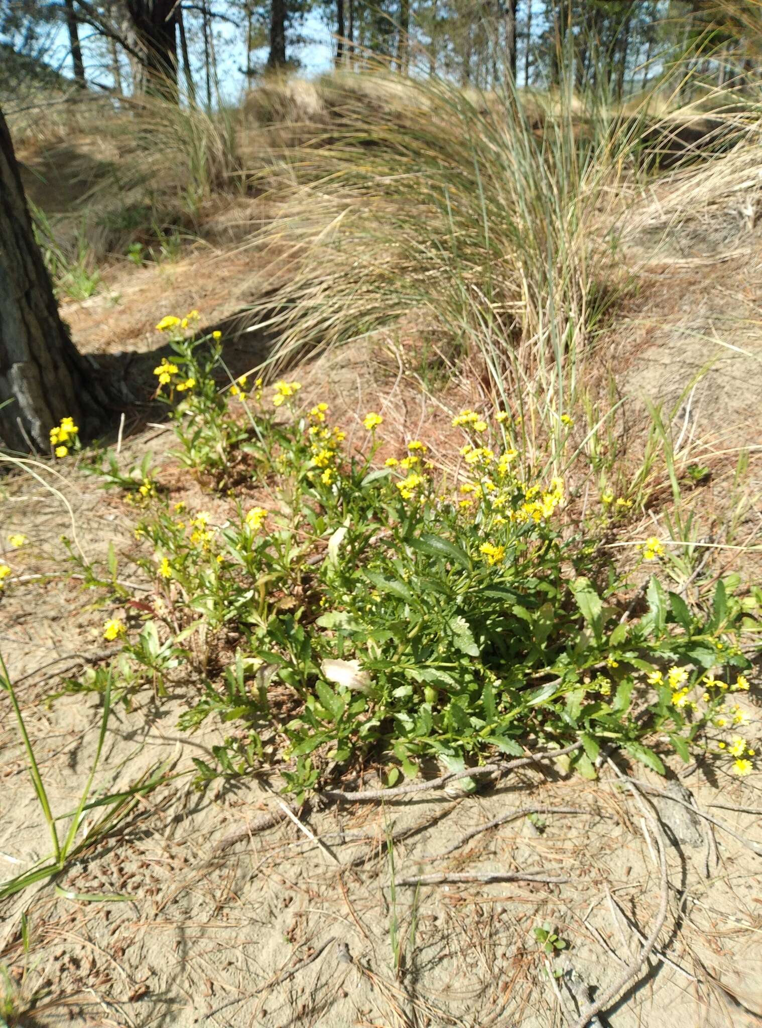 Sivun Senecio matatini subsp. basinudus (Ornduff) Courtney, de Lange & Pelser kuva