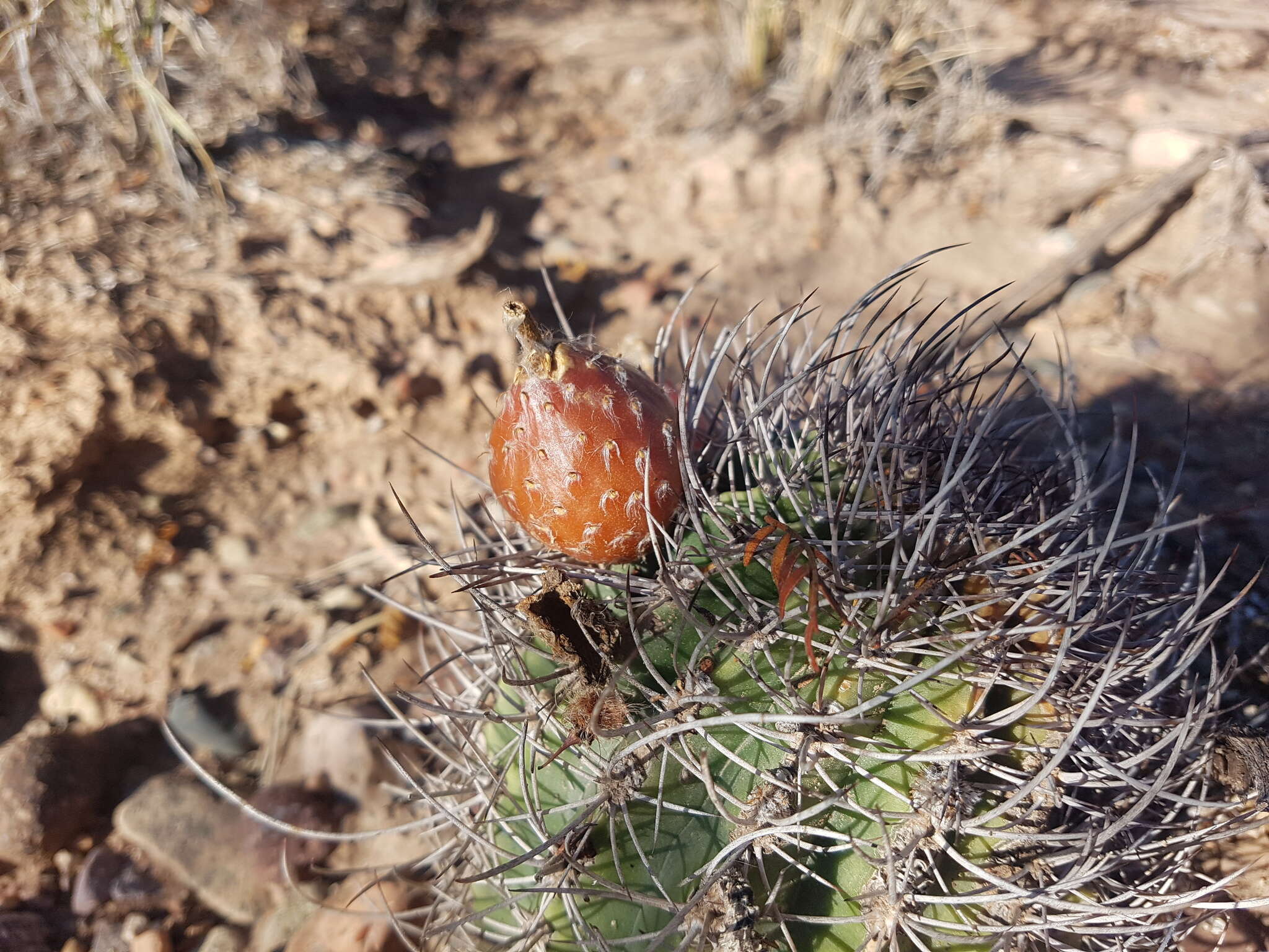 Image of Echinopsis leucantha (Gillies ex Salm-Dyck) Walp.