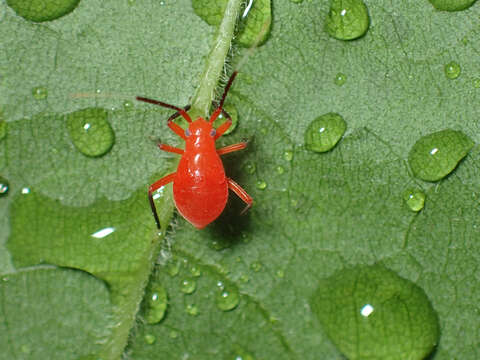 صورة Coccobaphes