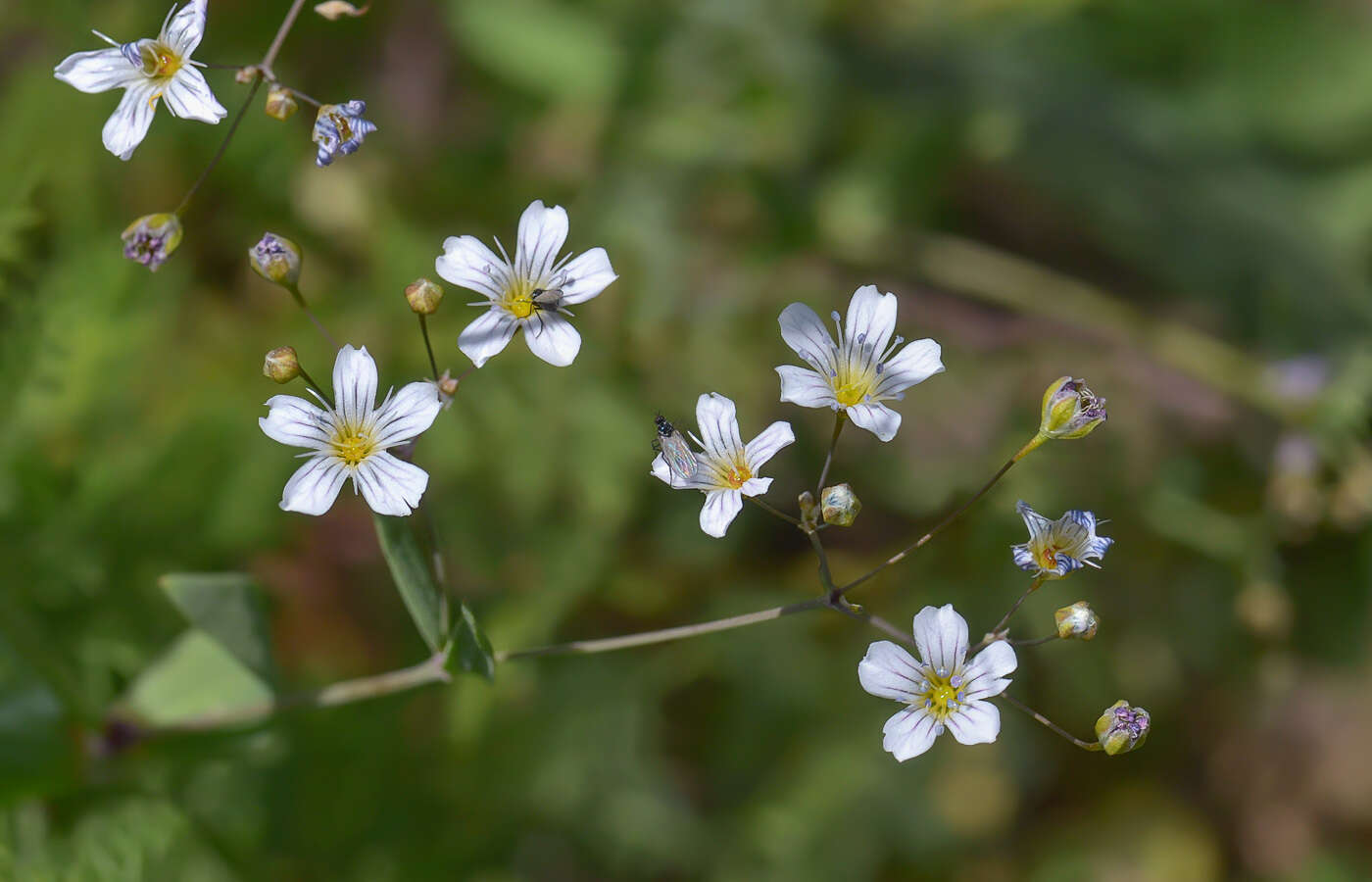 Слика од Gypsophila elegans M. Bieb.