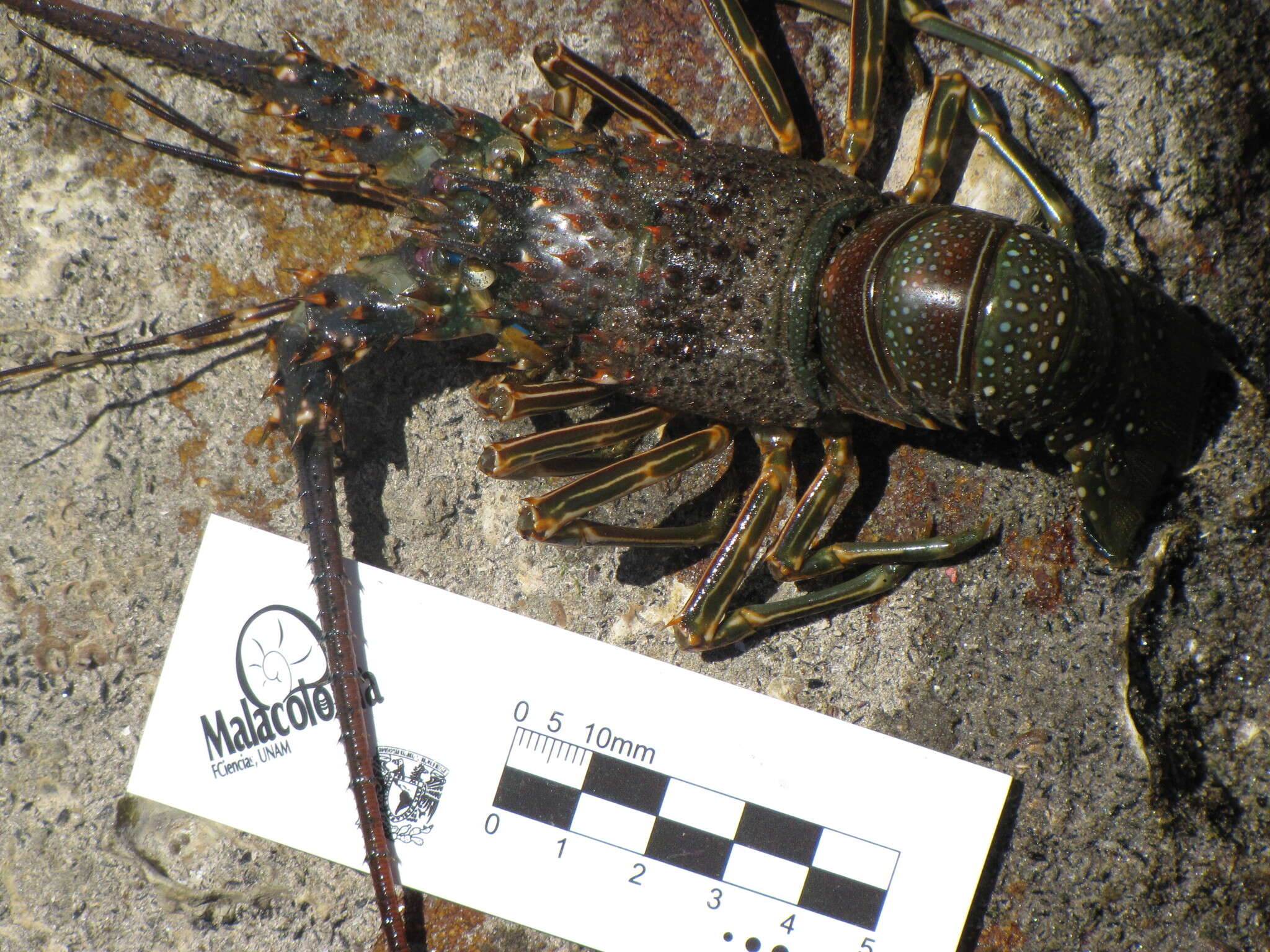 Image of Pinto lobster