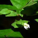 Image of Herpetacanthus rotundatus (Lindau) Bremek.