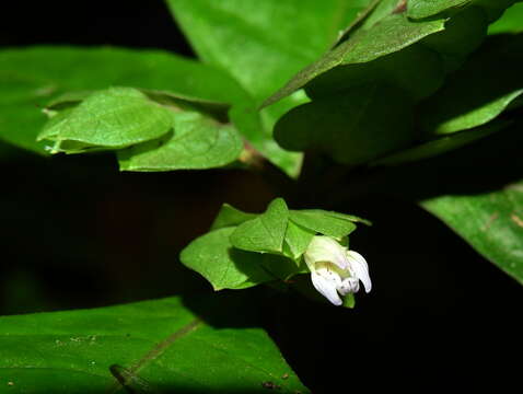 Herpetacanthus rotundatus (Lindau) Bremek. resmi