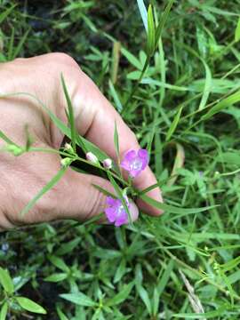 Image of smallflower false foxglove