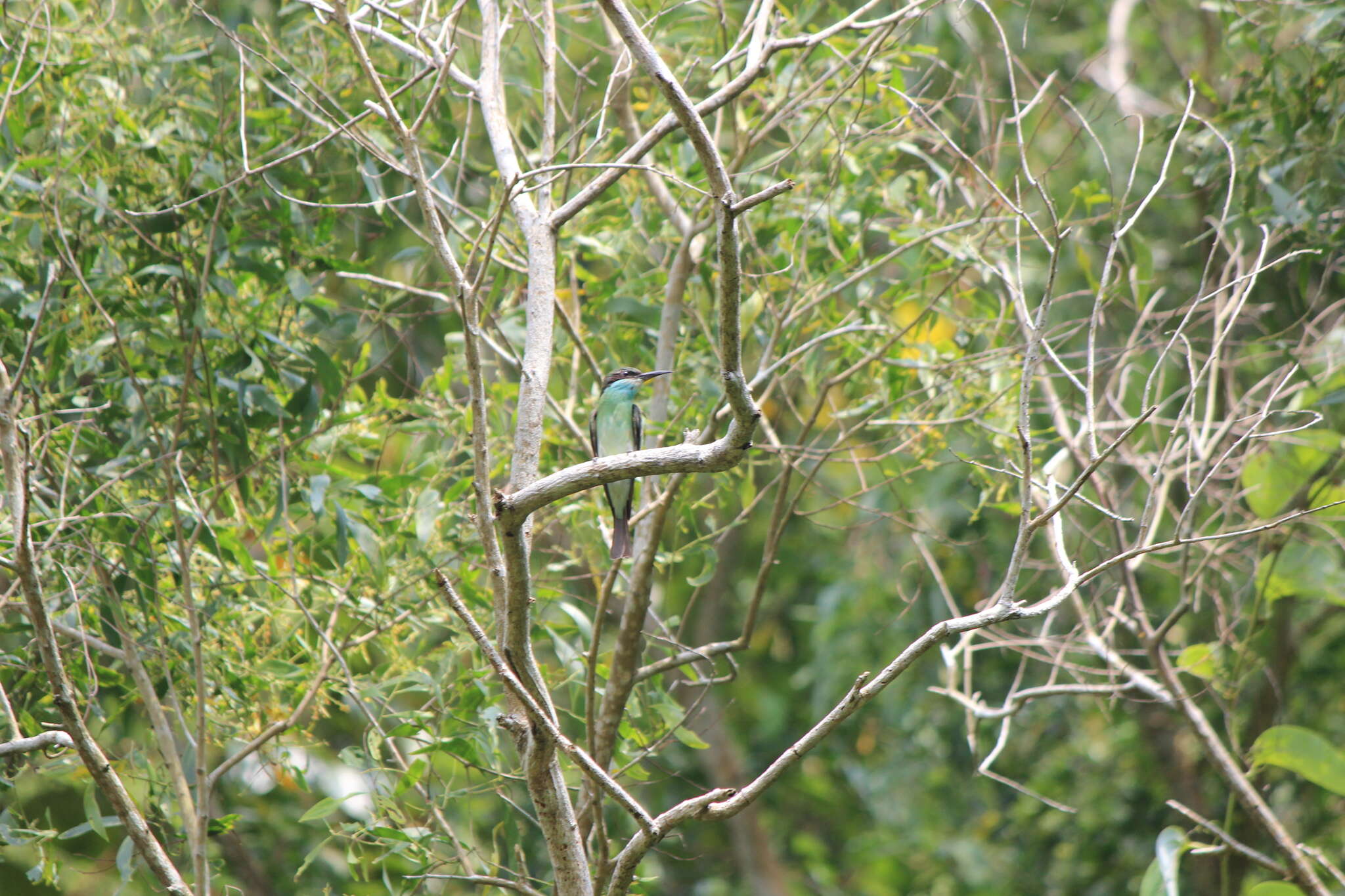 Image of Blue-throated Bee-eater