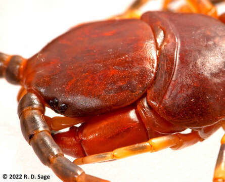 Image of Scolopendra viridicornis Newport 1844