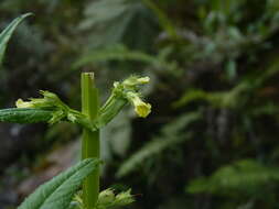 Image of Leucocarpus perfoliatus (Kunth) Benth.