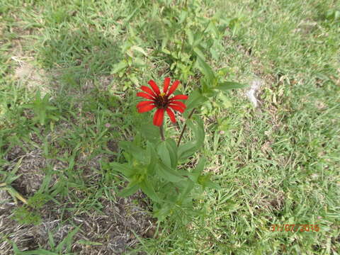 Image of Peruvian zinnia