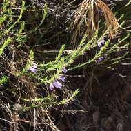 Hedeoma hyssopifolia A. Gray resmi