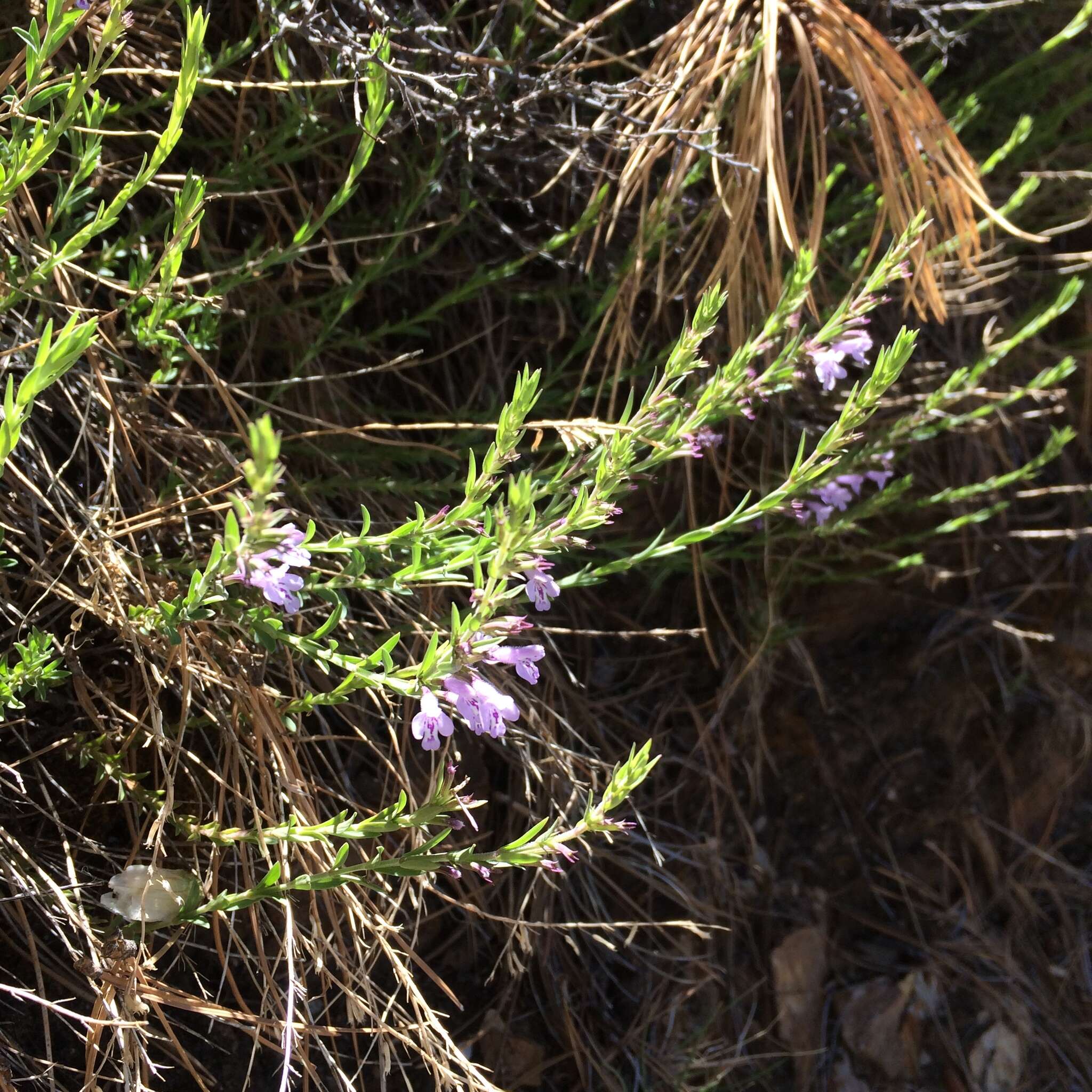 Hedeoma hyssopifolia A. Gray resmi