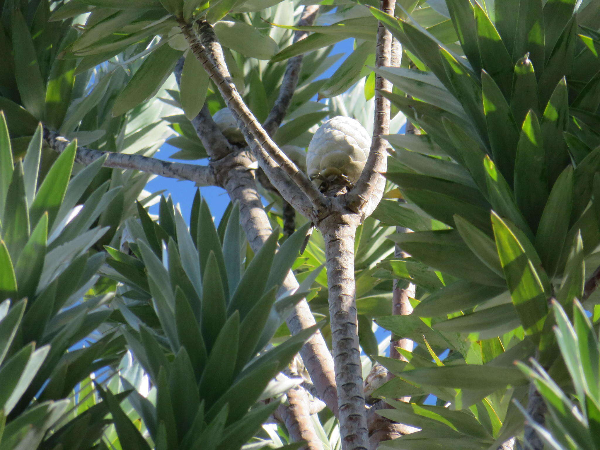 Image de Leucadendron argenteum (L.) R. Br.