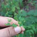 Euphorbia humayensis Brandegee resmi