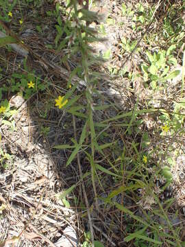 Image of Liatris hesperelegans G. L. Nesom