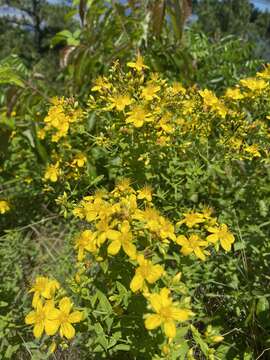 Image of false spotted St. Johnswort