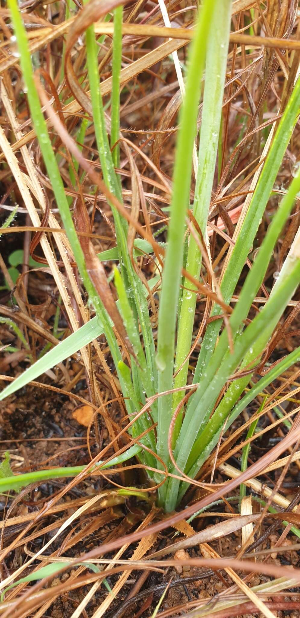 Aloe kniphofioides Baker resmi