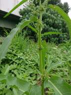 Imagem de Rumex japonicus Houtt.