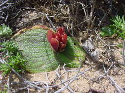 Image of Massonia pustulata Jacq.