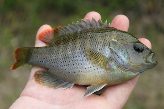 Image of Spotted Sunfish