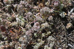 Image of Monterey spineflower