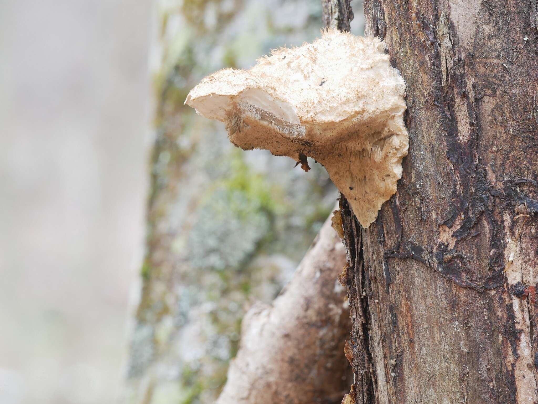 Cyanosporus livens (Miettinen & Vlasák) B. K. Cui & Shun Liu resmi