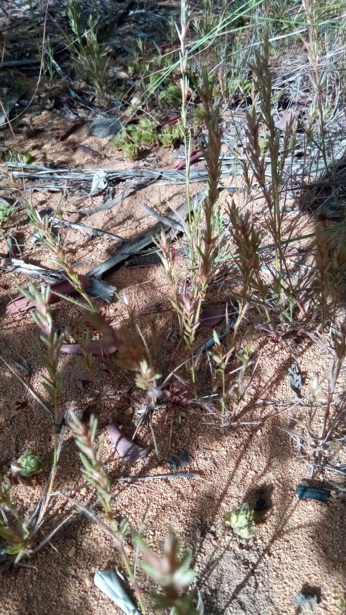 Image of Eragrostis boinensis A. Camus