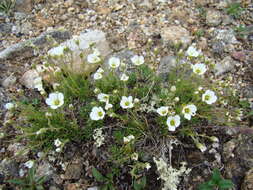 Plancia ëd Cherleria arctica (Steven ex Ser.) A. J. Moore & Dillenb.