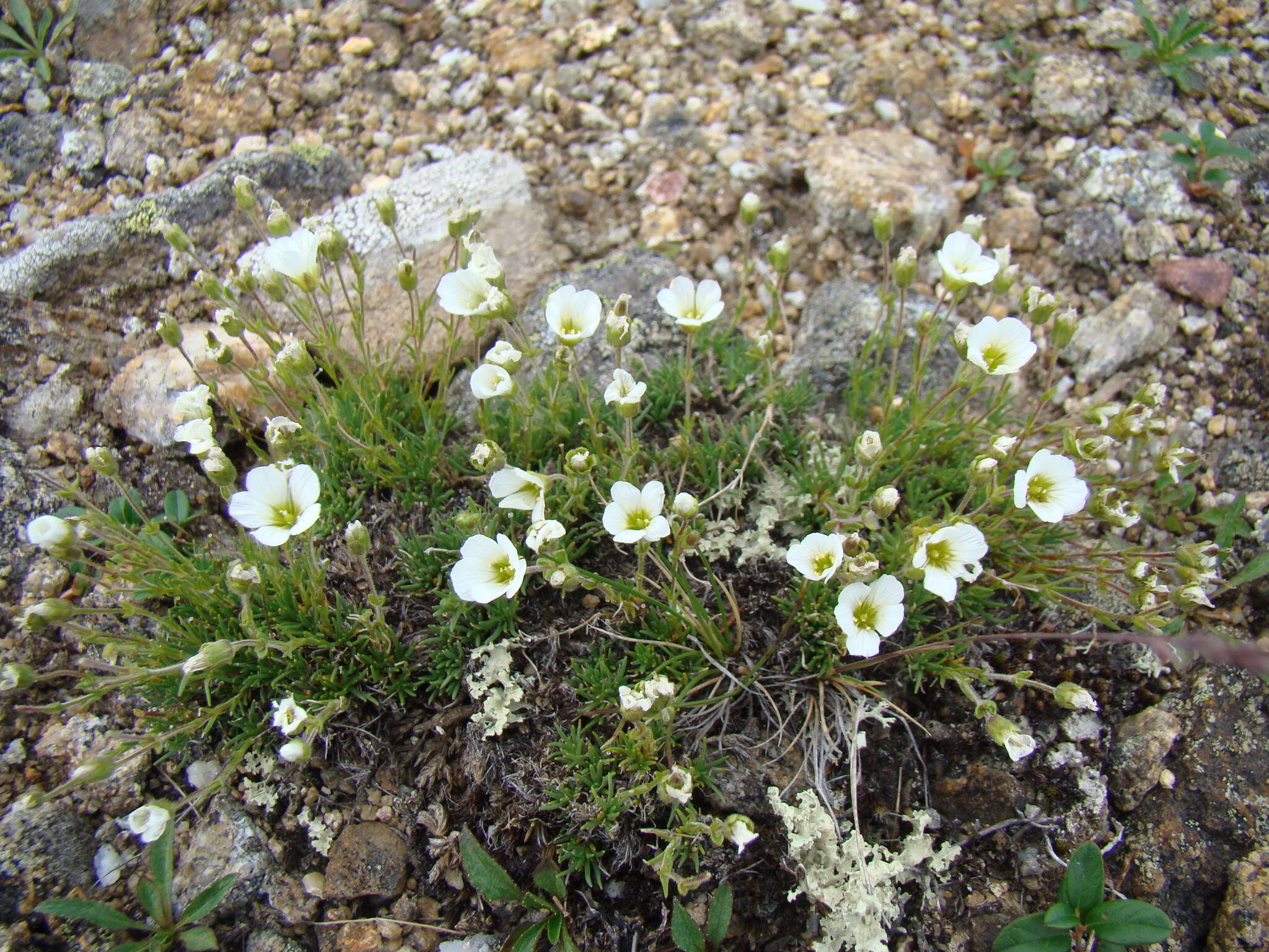 Слика од Cherleria arctica (Steven ex Ser.) A. J. Moore & Dillenb.